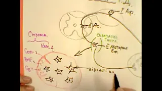 Лекція-  Вегетативна нервова система.