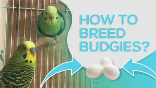 HOW TO BREED BUDGIES - 10 STEPS FOR SUCCESSFUL BREEDING