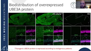 UBE3A Overexpression Model for Dup15q Syndrome