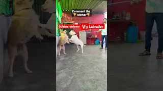 Dog fight🔥|Golden retriever vs Labrador |कुत्ते ki लड़ाई #shortvideo #shorts #short #dog #wwe