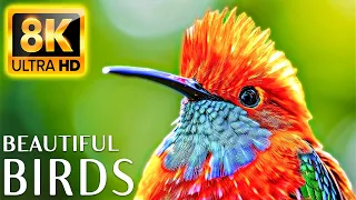 The Greatest BIRD COLLECTION in 8K VIDEO ULTRA HD - Relaxing Music and Nature Sounds 8K TV