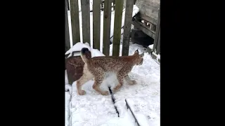 Под Петербургом в Агалатово поймали рысь. Near St. Petersburg in Agalatovo caught lynx.