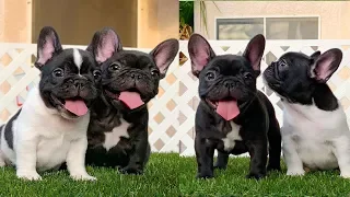 Try not to laugh | Cute and Funny French Bulldogs doing funny things # 20 (2019)| Cute Pets