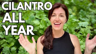 Growing Cilantro & How to Keep it Growing Year Round!