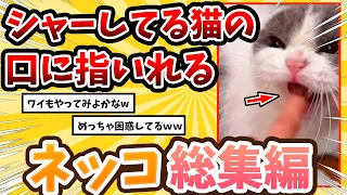 【2ch動物スレ総集編】威嚇してるネッコの口に指を入れる → 予想外の結果にwww / ネッコ300選！