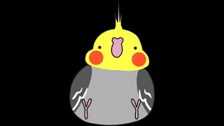 Cockatiel Training Songs - Chocobo