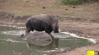 FUNNY - Watch A Rhino And Hippo Love Affair