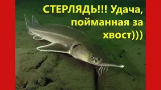 СТЕРЛЯДЬ!!! ЦАРЬ-РЫБА!!! Удача, пойманная за хвост)))