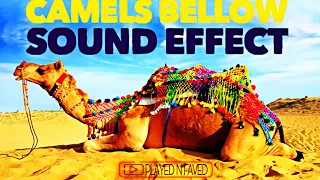 Camels Bellow Sound Effect / Sound Of Desert Camels Bellowing / Camel Bellows Sound / Royalty Free