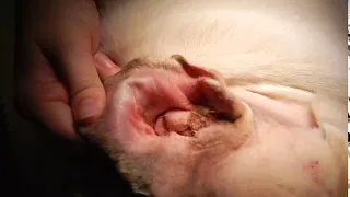 Dr. Kraemer Vet4Bulldog - Bulldog Severe Ear Disease And Polyps