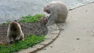 ニホンザル　赤ちゃん（のんほいパーク）Japanese macaque (Macaca fuscata),  snow monkey baby toyohashi aichi  #animals 猿