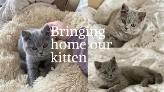 Bringing Home Our British Shorthair Kitten-first day home-SO CUTE