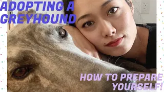 GREYHOUND DOG ADOPTION | HOW TO PREPARE FOR A GREYHOUND