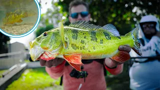 *ULTRA CLEAR* Pond FISHING Catches COLORFUL Bass!! (SECRET)