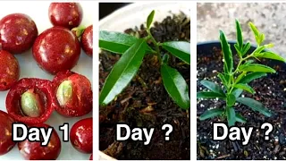 HOW TO GROW LIMEBERRY (Triphasia trifolia) FROM SEED