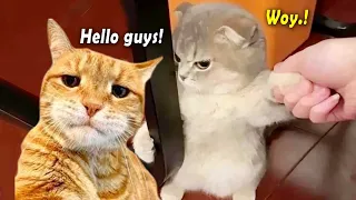 You Laugh You Lose 😂 1 Hour Funny Cat Video Going Viral in Internet 2024 ~ Tiktok Funny Cat Videos