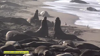 Battling Elephant Seals, San Simeon, California 2020 4K video