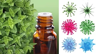 How to Use Oregano Oil as Herbal Antibiotic