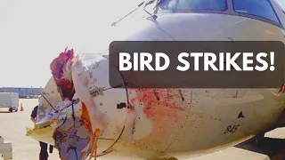 ICAO Aviation English: Bird Strikes