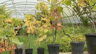 Cultiver une vigne sur un balcon