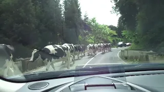 Cows crossing the street have priority -  São Miguel, Azores Portugal