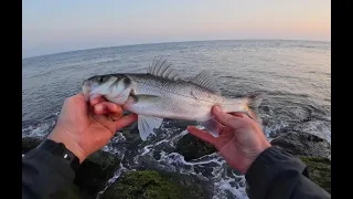 Seabass Fishing - صيد سمك الدرعي في هولاندا - Zeebaars vissen