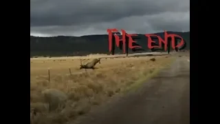 Bull elk trips in a fence... | Remaked Meme