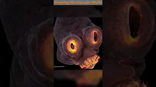 10 Things That Look Amazing In Microscope | 10 चीजे जो Microscope में कमाल की दिखती है  #shorts