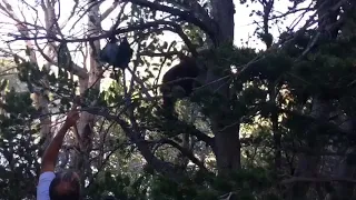 Bear Encounter in Wind River Range, Wyoming