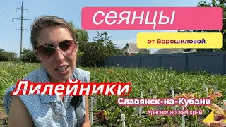 Лилейники - сеянцы Ворошиловой А.Б. Часть 7 / Сад Ворошиловой