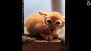 Adorable Kittens Who Are Angry! (A Compilation)