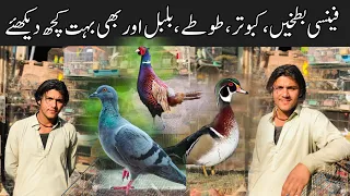 College Road Birds Market Rawalpindi | Fancy Ducks,Fancy Pigeons,Talking Parrot, Finches, love birds