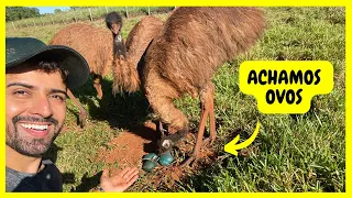 Procurando Ovos de Emus Australianos | Gutejando