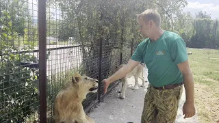 Велес мастер, Олег Зубков и Татьяна Алексагина внутри вольера с молодыми львами (август 2023).