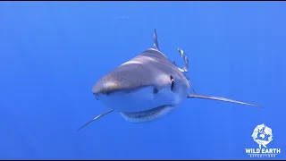 Blue Sharks Azores © Wild Earth Expeditions