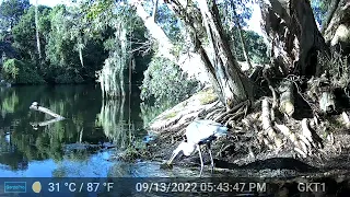 Blue Heron vs Fish-Outstanding Wildlife Footage-Trail Cam