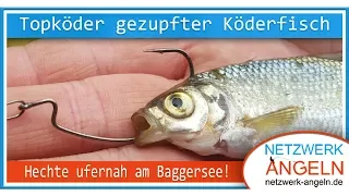 Topköder gezupfter Köderfisch - Hechte ufernah am Baggersee!