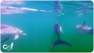 Dolphin GoPro | Swimming With Dolphins