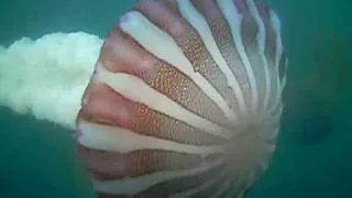 Invasion de MEDUSAS (Giant Jellyfish)