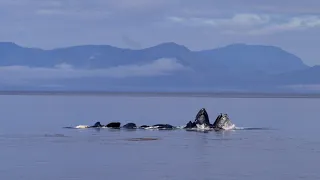 Bubble-net feeding Humpback Whales