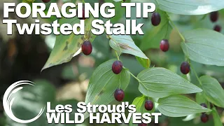 Wild Harvest Foraging Tips | Episode 33 | Twisted Stalk