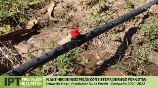 Plantines Nuez Pecán - Riego por Goteo