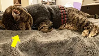 This Elderly Cat Crying Every Time His Sweater Comes Off