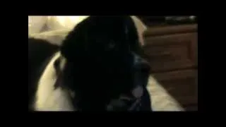 TV WATCHING DOG! BEST VIDEO EVER! Landseer Newfoundland Watching, Dog Agility On TV-