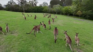 Roos from the air