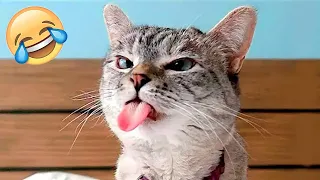 Funniest Animals 2022 🤣 Funniest Cats And Dogs 😂 Part 37 | Pets Family