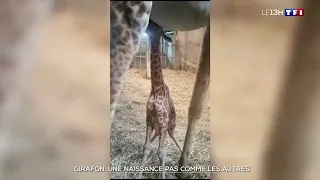 La naissance de ce girafon ne s'est pas passée comme prévu au zoo de Doué-la-Fontaine