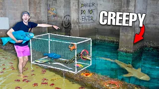 24 HOUR Fish Trap in CREEPY TIDE POOL Catches Wild FISH!