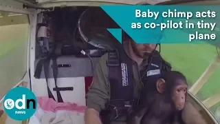Baby chimp acts as co-pilot in tiny plane