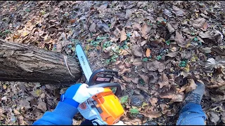 Stihl MS 261 Cutting Tree down!!